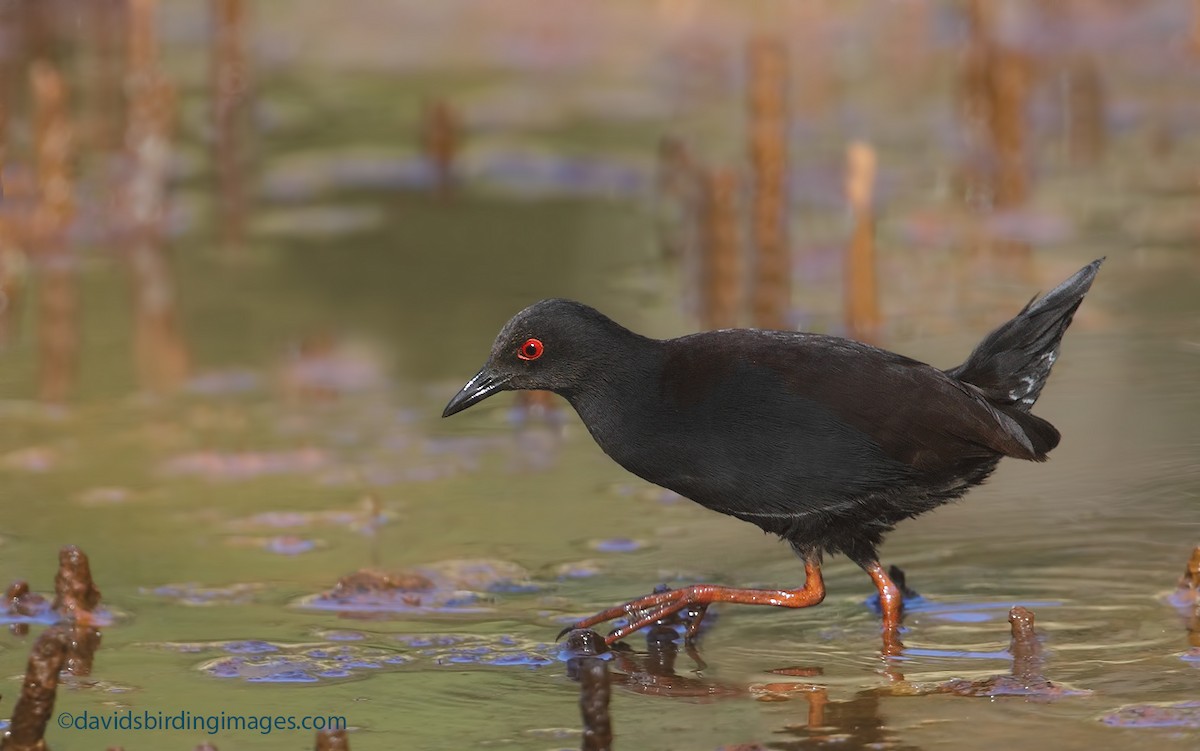 Spotless Crake - David taylor