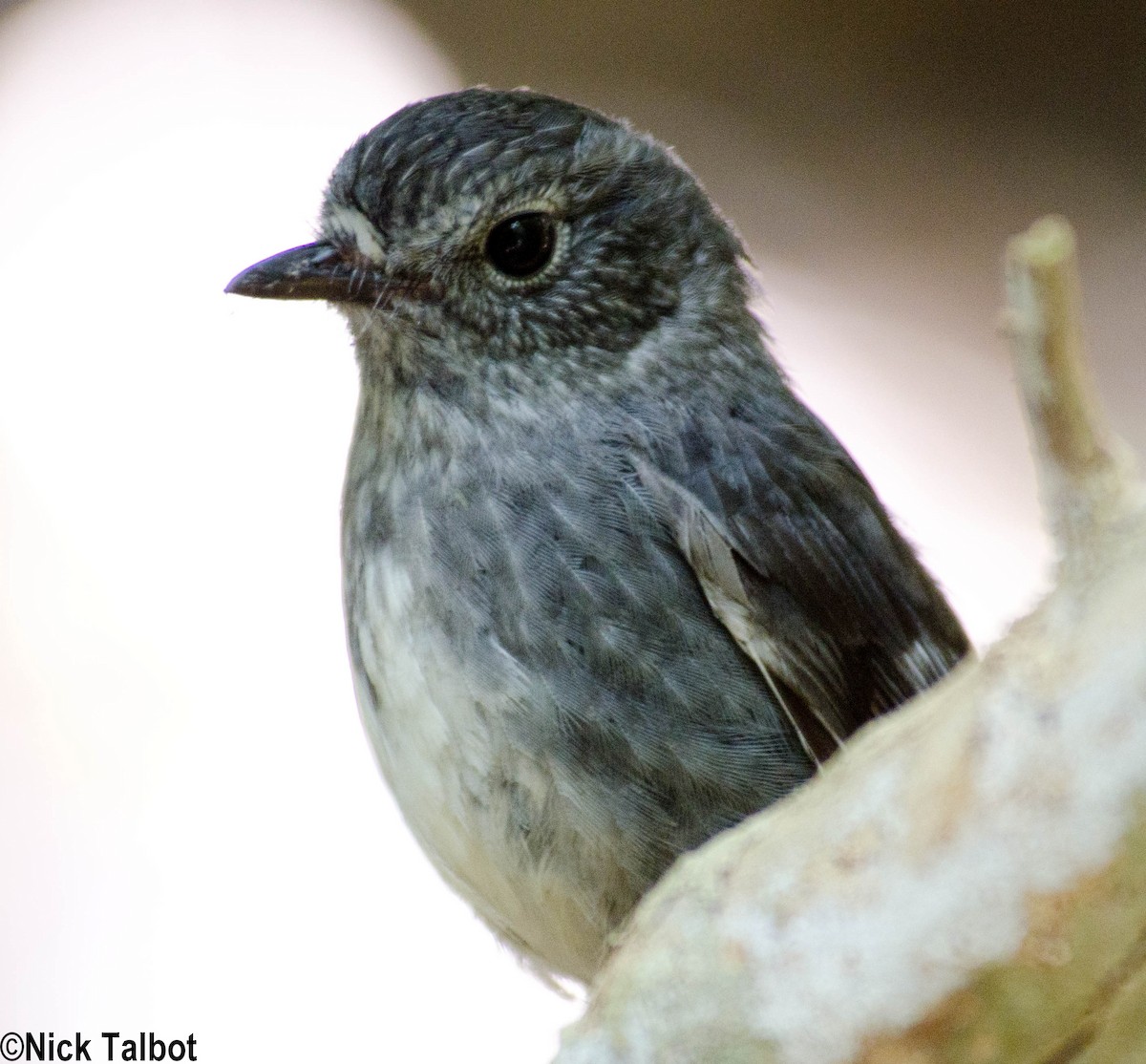 North Island Robin - ML205582421