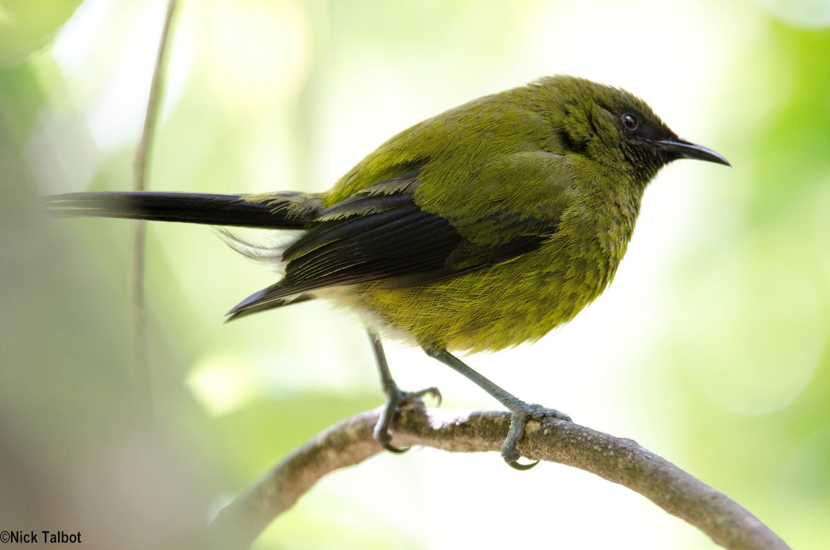 New Zealand Bellbird - ML205582431