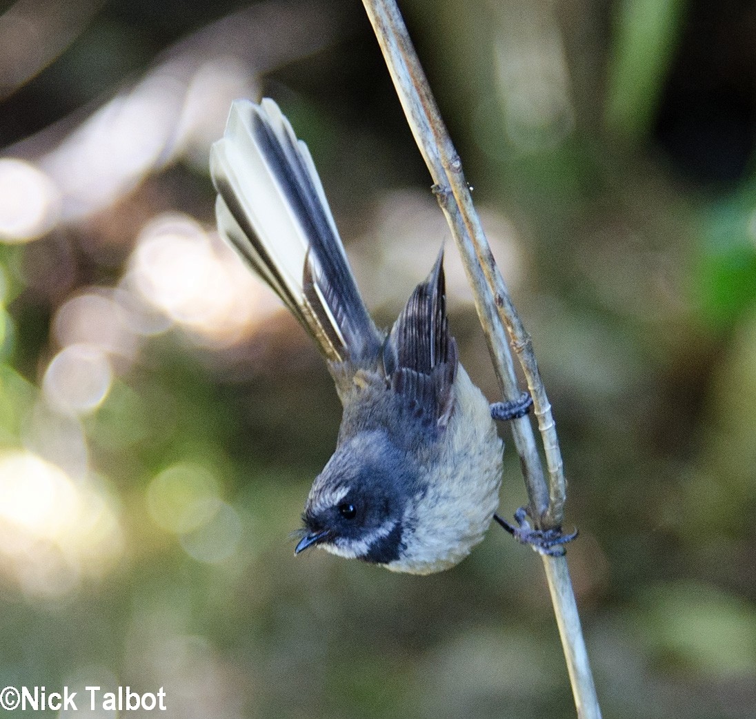 New Zealand Fantail - ML205582651