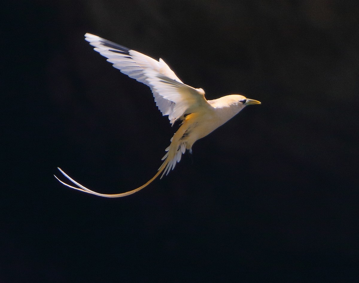 White-tailed Tropicbird - Ian K Barker