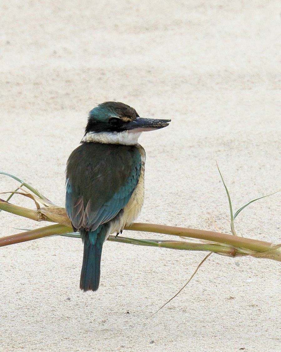 Sacred Kingfisher - Ian K Barker