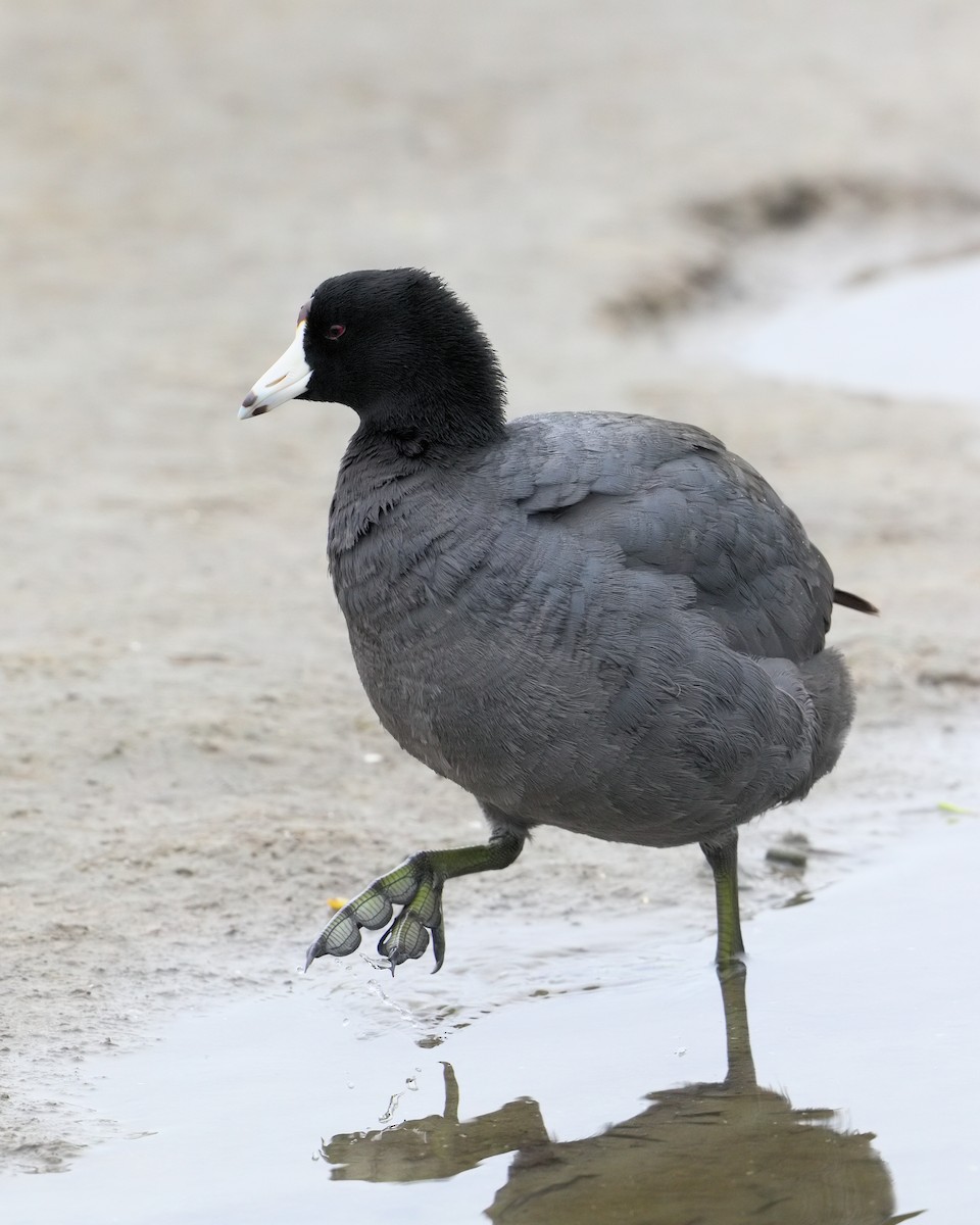 American Coot - Ian K Barker