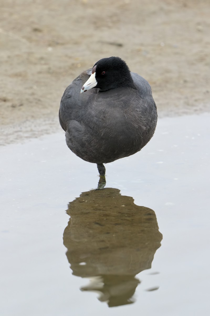 American Coot - Ian K Barker