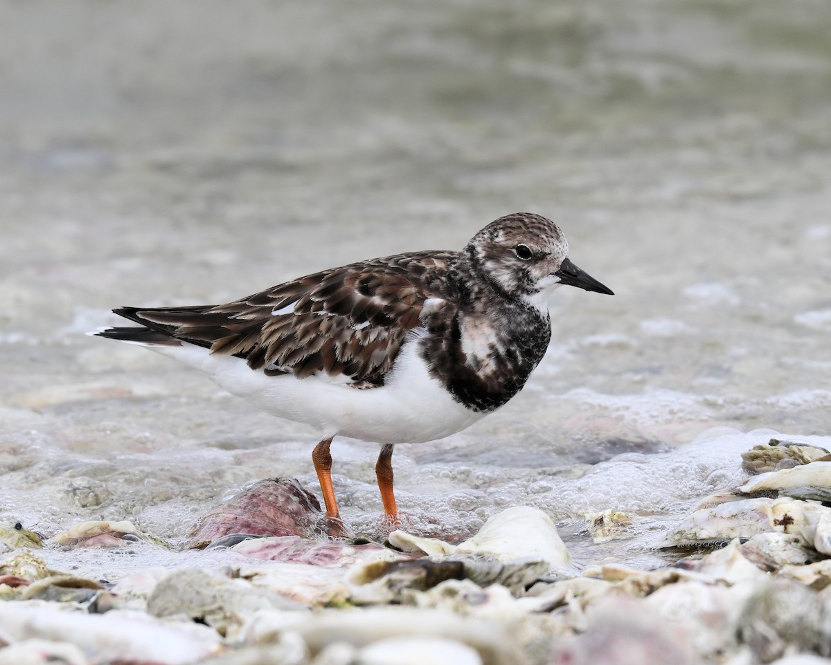 Ruddy Turnstone - ML205583521