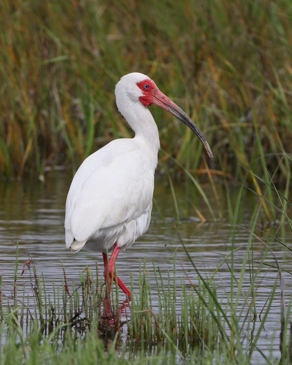 ibis bílý - ML205583541
