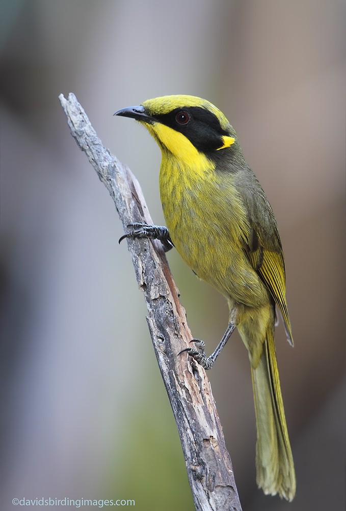 Yellow-tufted Honeyeater - David taylor