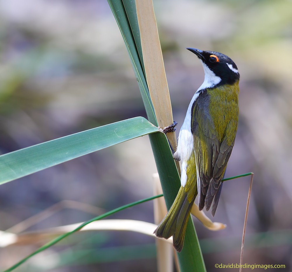 White-naped Honeyeater - David taylor