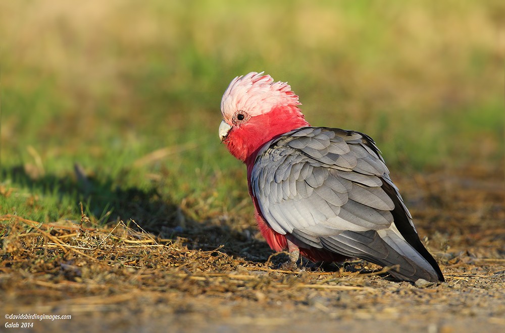 Galah - David taylor