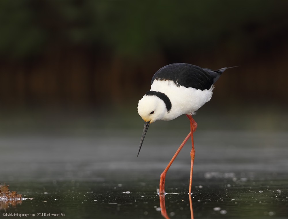 Pied Stilt - ML205584011