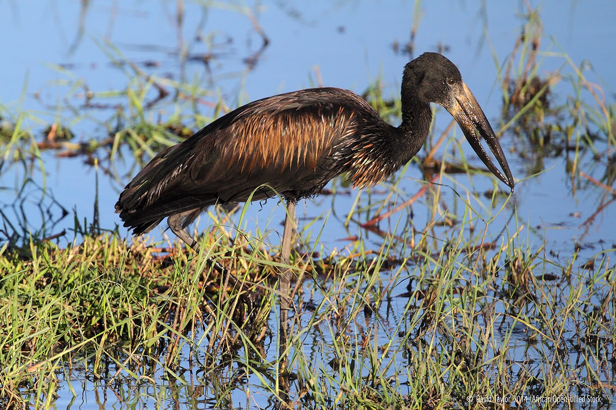 African Openbill - ML205584131