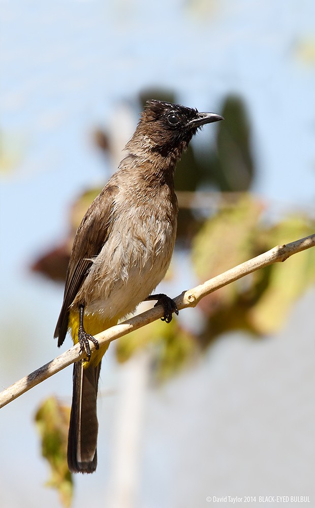 Common Bulbul - ML205584171