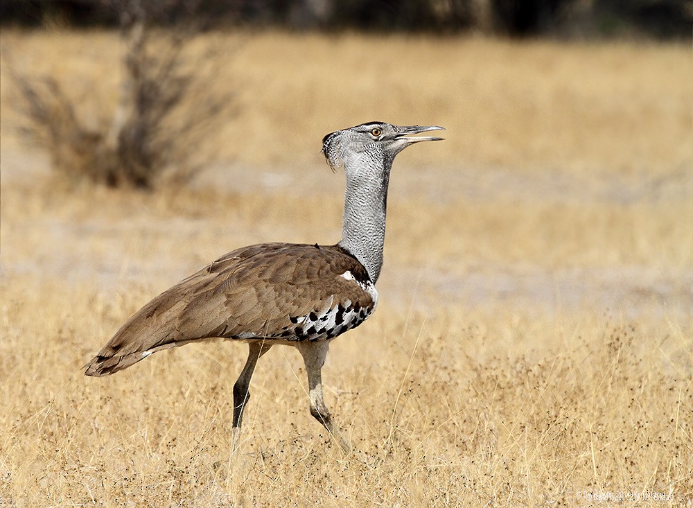 Kori Bustard - ML205584201