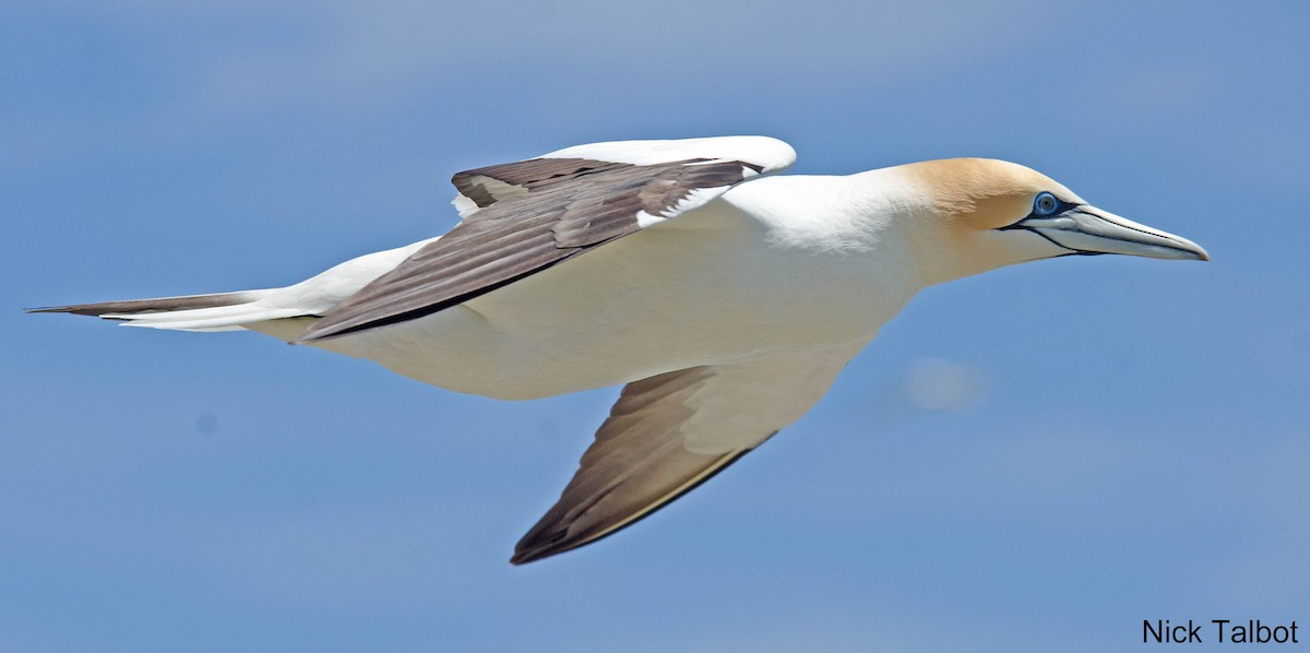 Alcatraz Australiano - ML205584381