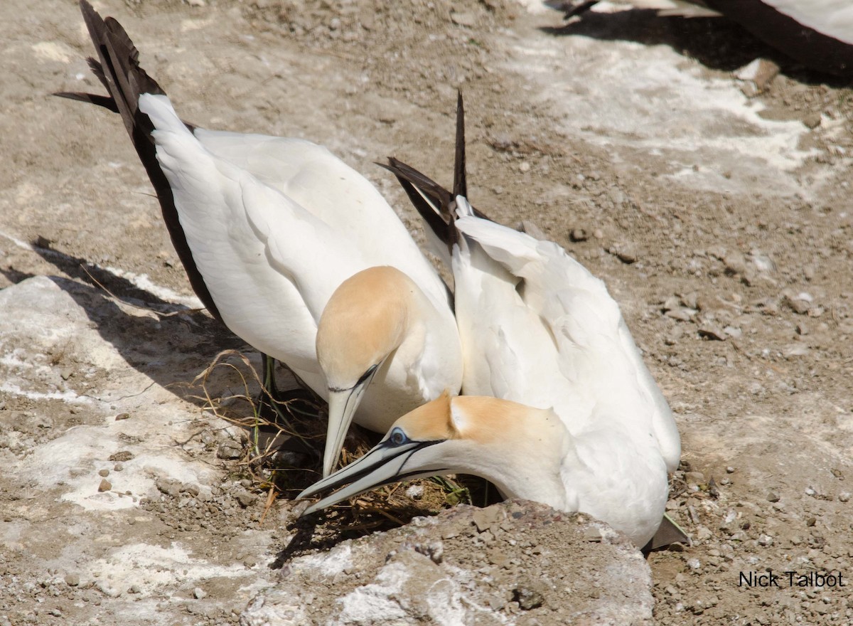 Australasian Gannet - ML205584421