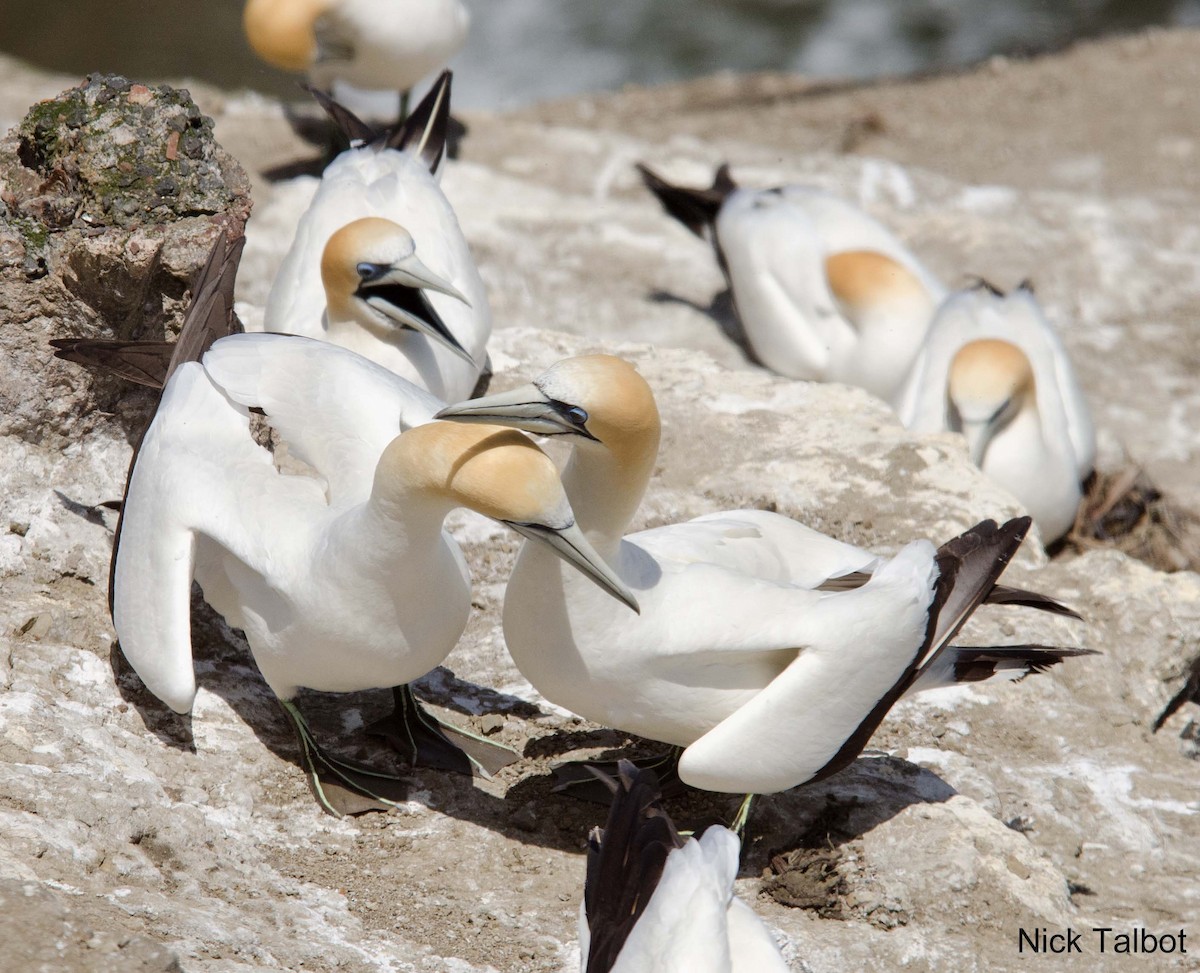 Australasian Gannet - ML205584431