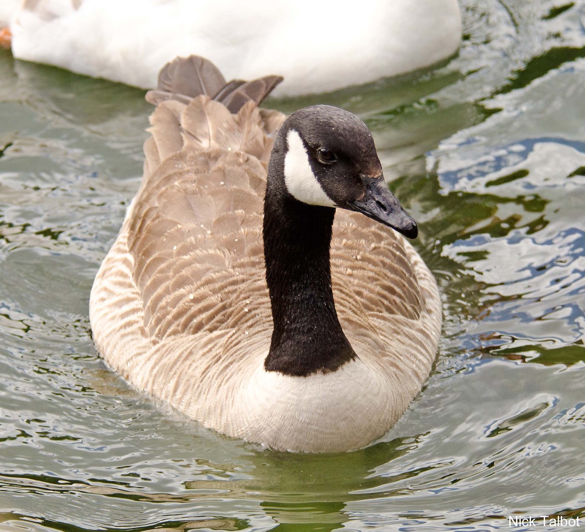 Canada Goose - ML205584541