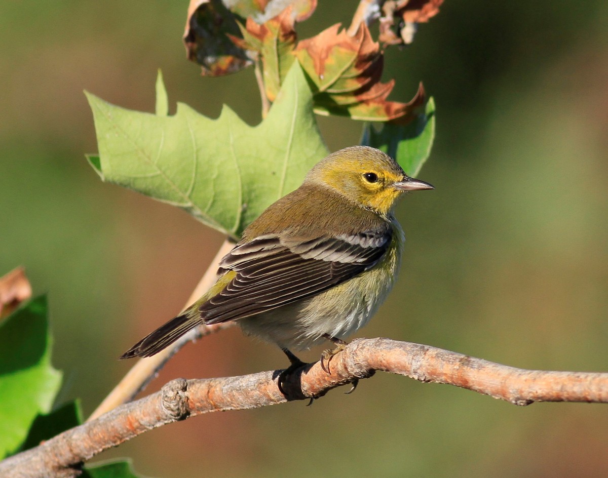 Pine Warbler - ML20558471