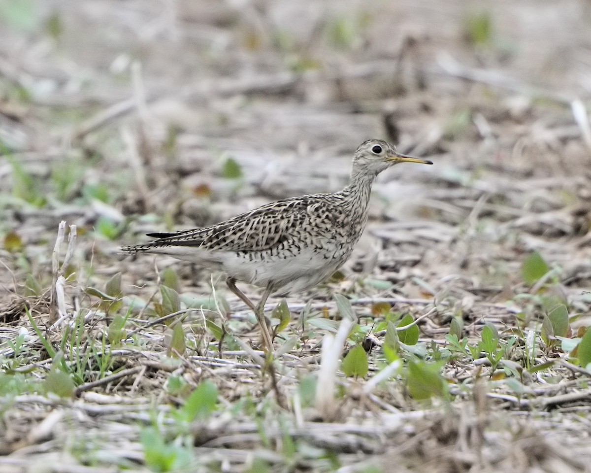 Upland Sandpiper - Ian K Barker