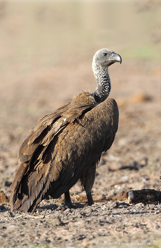 White-backed Vulture - ML205585791