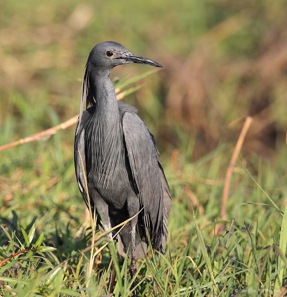 Black Heron - ML205585811