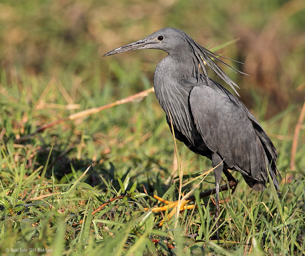 Black Heron - ML205585821