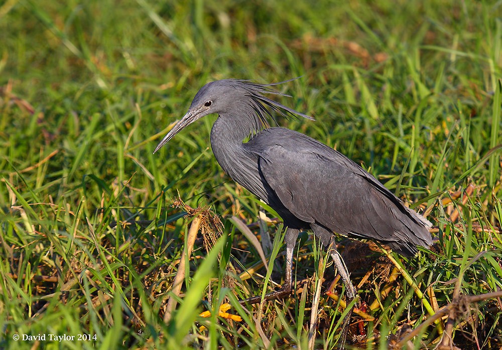 Black Heron - ML205585831