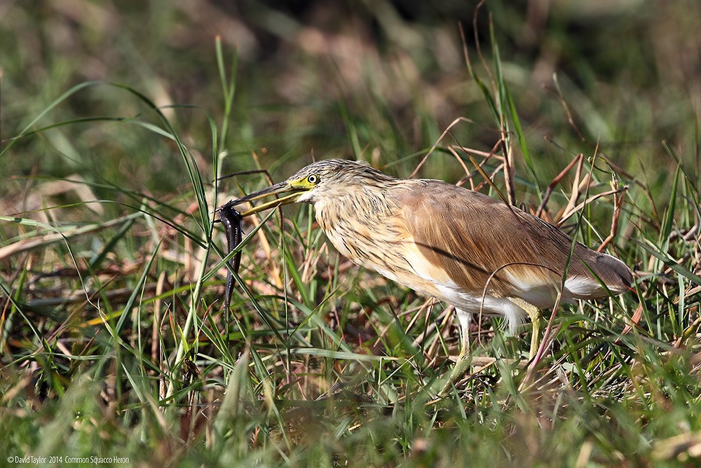 Squacco Heron - ML205585861