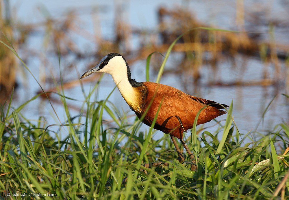 African Jacana - ML205585871