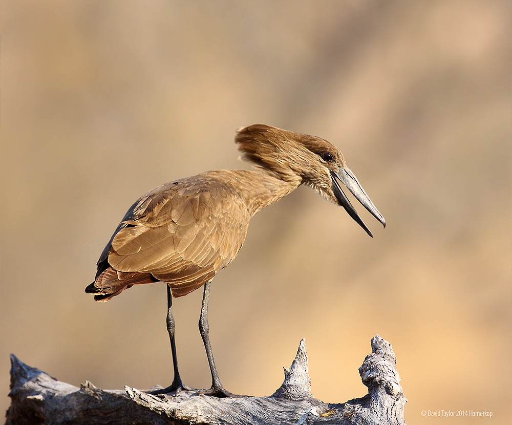 Hamerkop - ML205585941