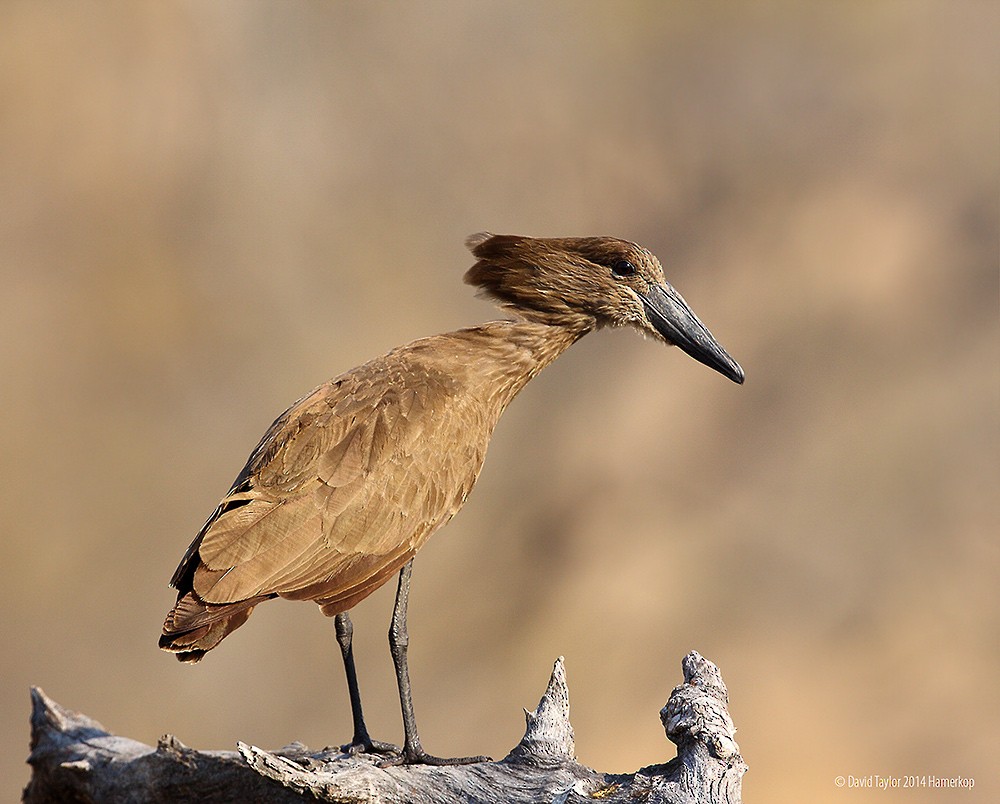 Hamerkop - ML205585951