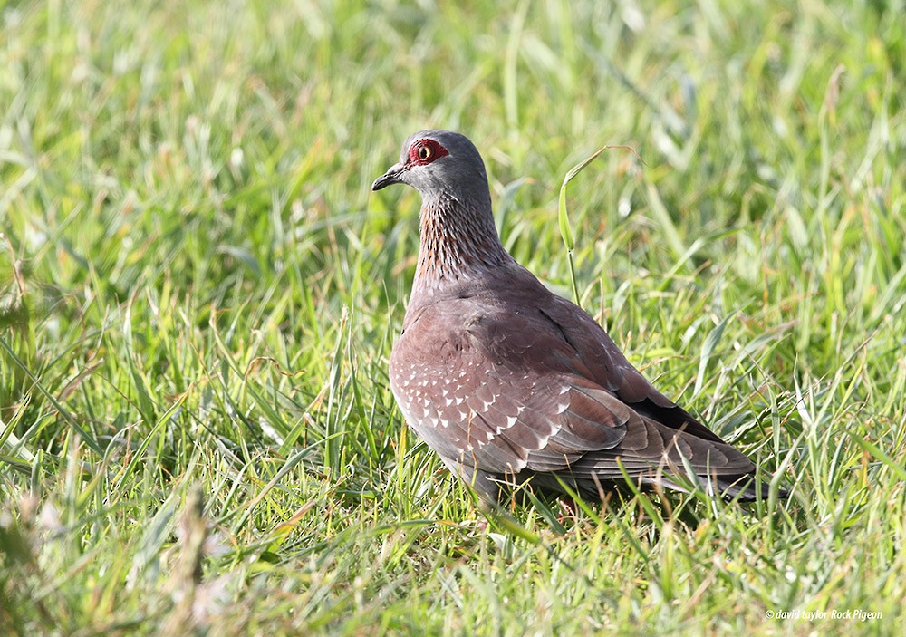 Speckled Pigeon - ML205586231