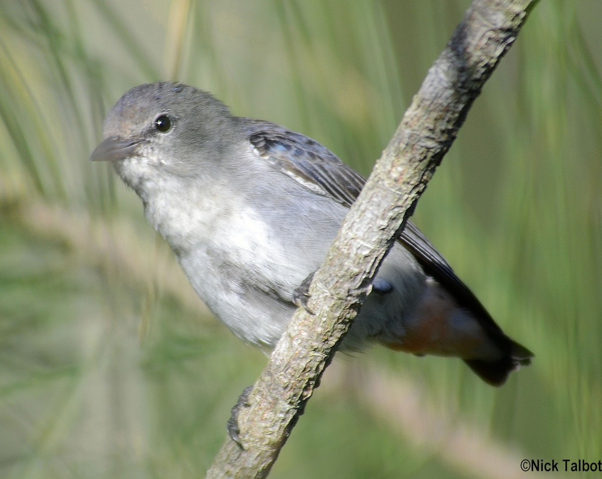 Mistletoebird - ML205586351