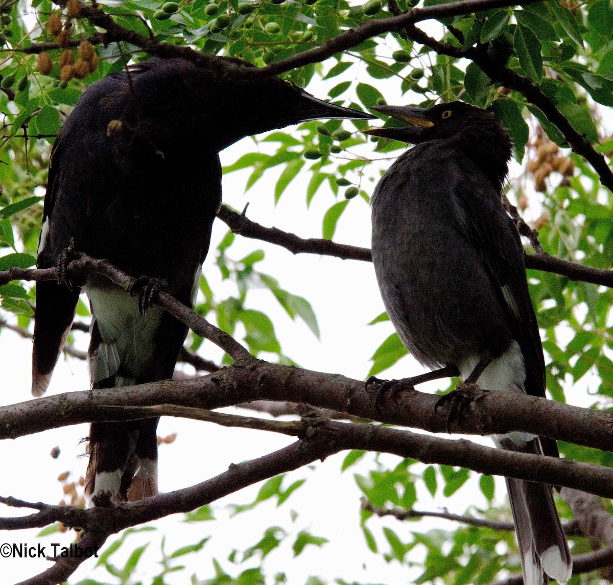 Pied Currawong - ML205586551