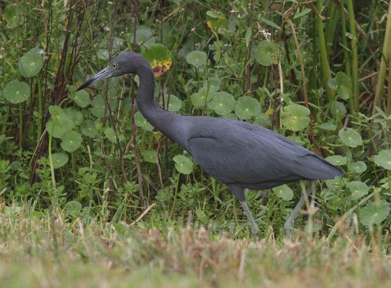 Little Blue Heron - ML20558681