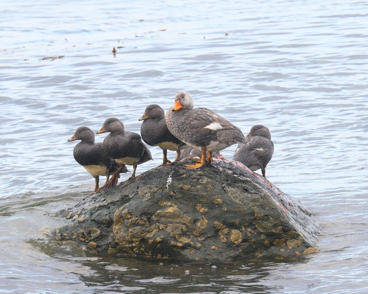 Flightless Steamer-Duck - ML205587061