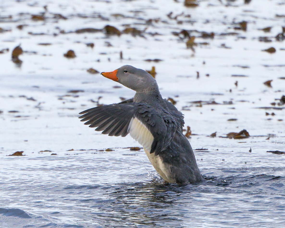 Flightless Steamer-Duck - ML205587151