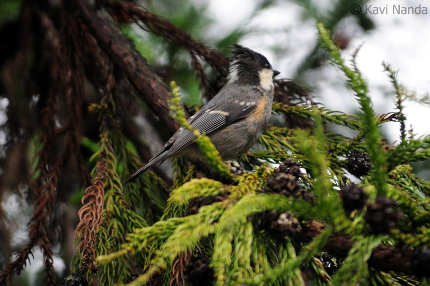 Coal Tit (Black-crested) - Kavi Nanda