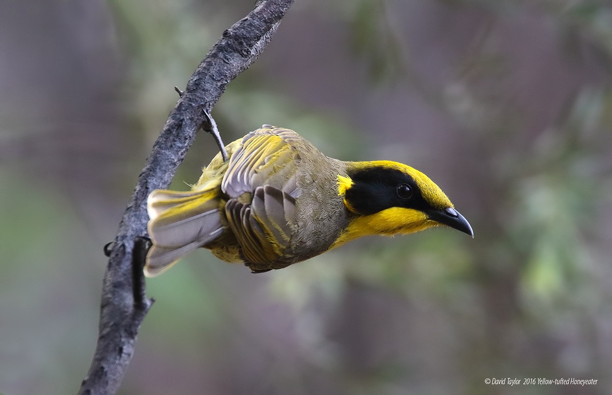 Yellow-tufted Honeyeater - ML205587771