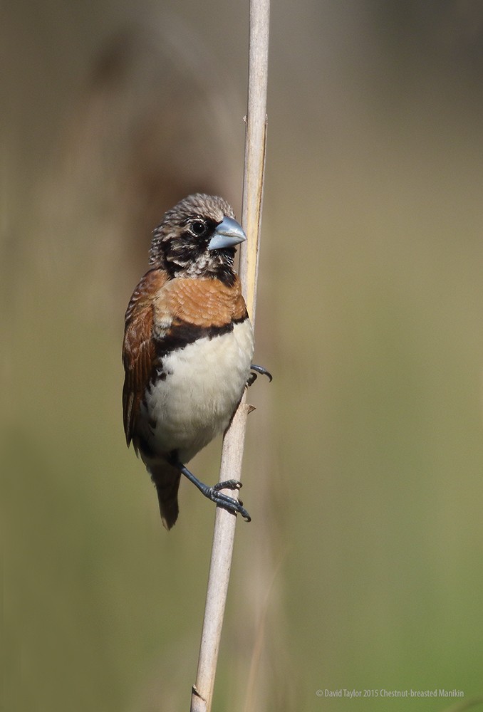 Chestnut-breasted Munia - ML205587831