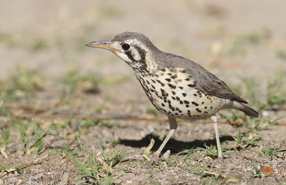 Groundscraper Thrush - ML205587881