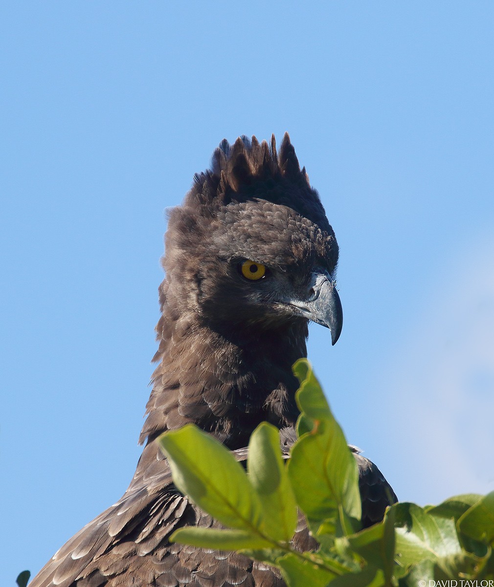 Martial Eagle - ML205587901