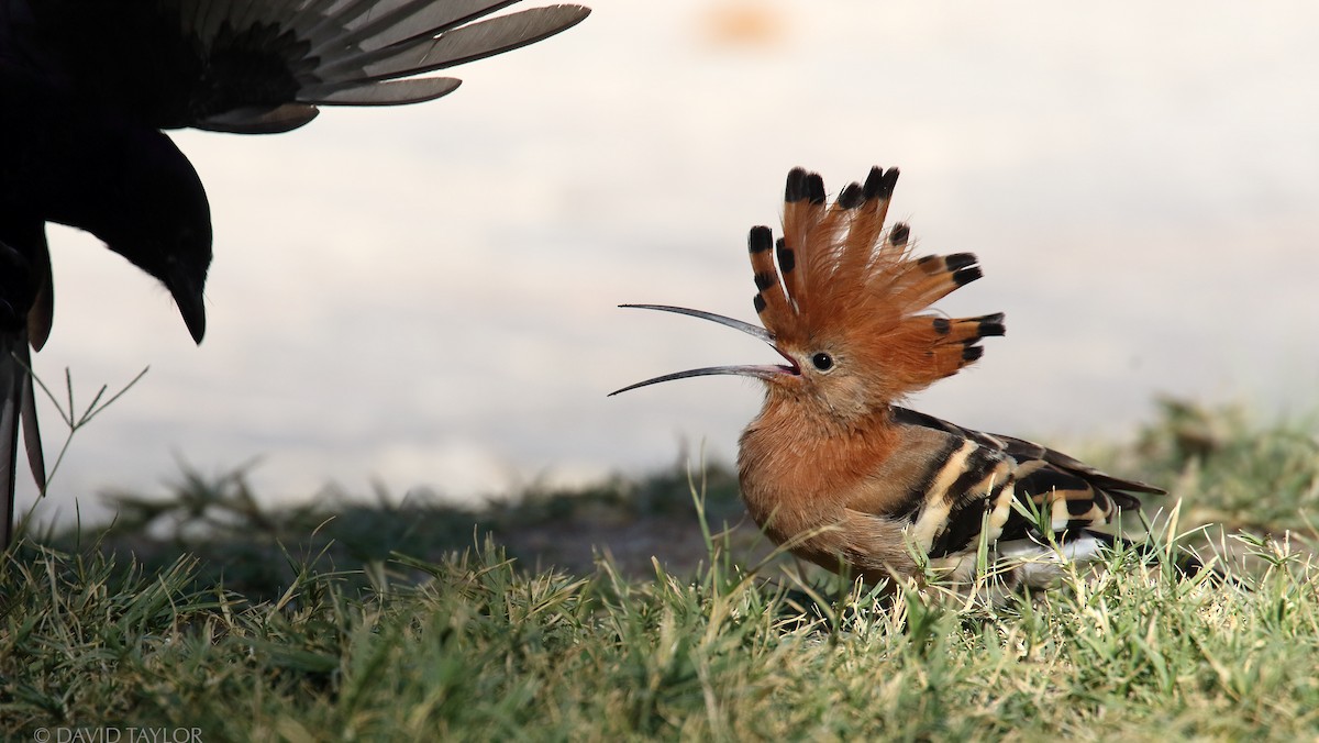 Eurasian Hoopoe (African) - ML205588061