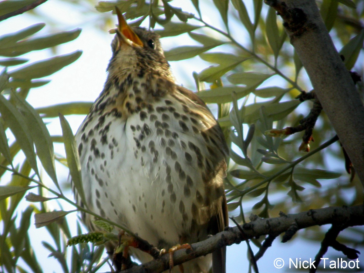 Song Thrush - ML205588131