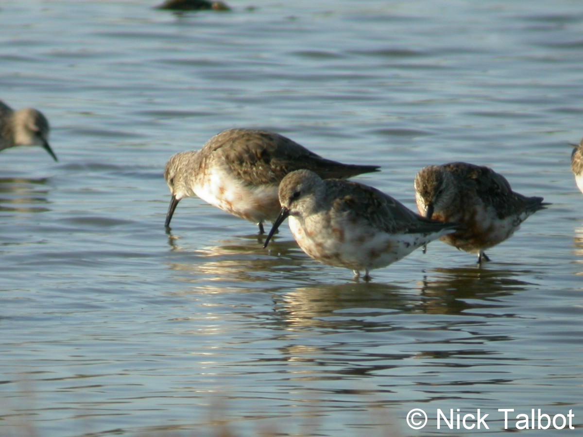 Curlew Sandpiper - ML205588231