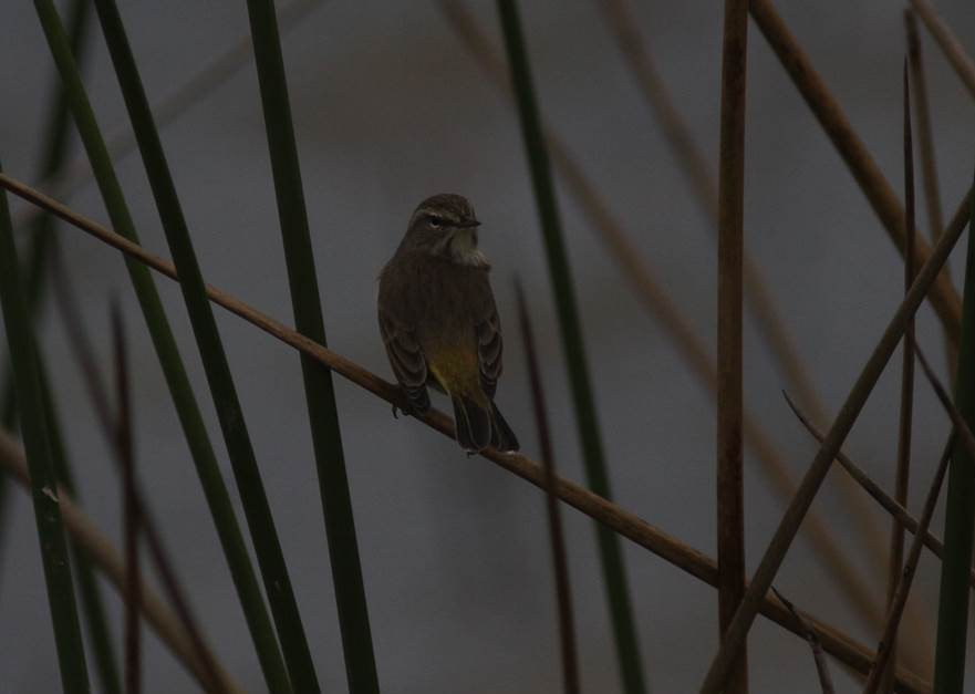 Palm Warbler - Paul Marvin