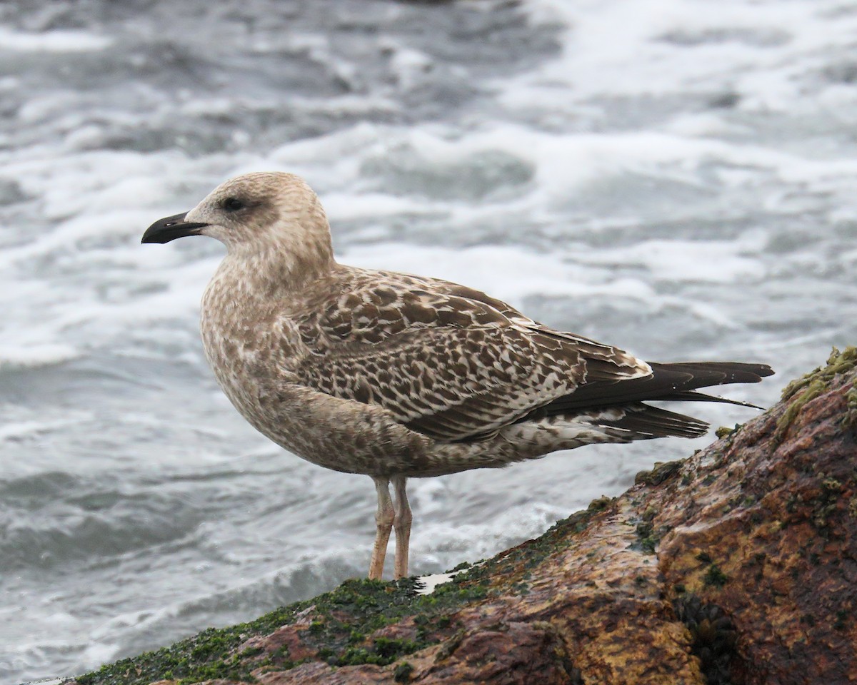 Kelp Gull (dominicanus) - Ian K Barker