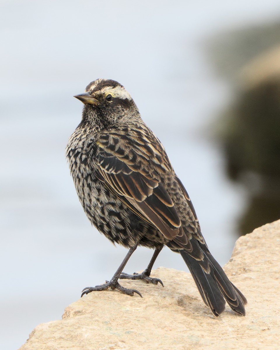 Yellow-winged Blackbird - ML205589041