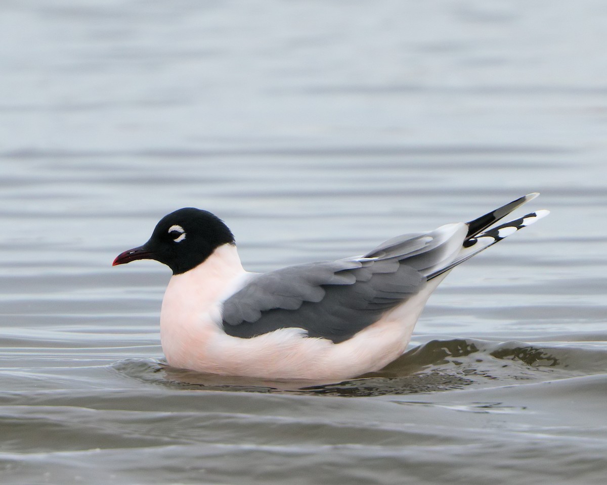 Franklin's Gull - Ian K Barker