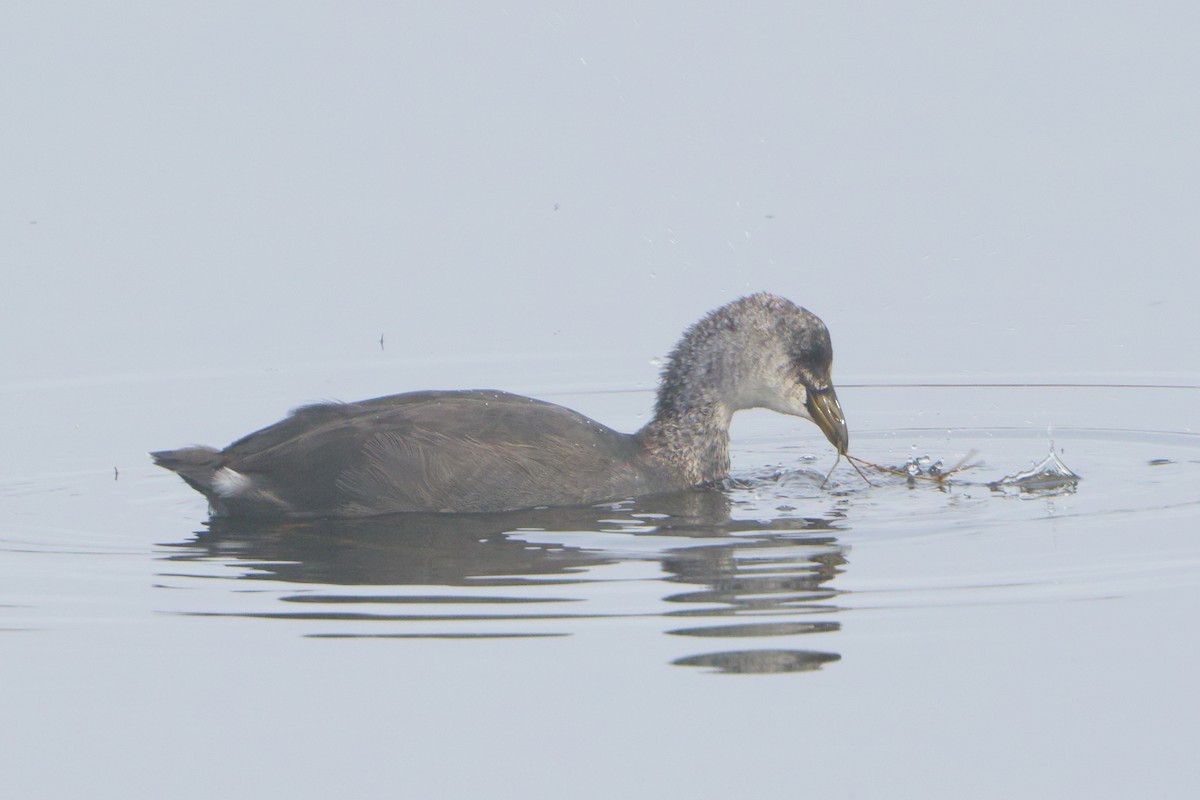 Red-fronted Coot - Ian K Barker